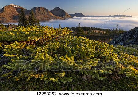 Scenic view of fog at the base of Three Sisters mountains at sunrise as seen from Pillar Mountain, Kodiak Island, Southwest Alaska View Large Photo Image Stock Image - Scenic view of fog at the base of Three Sisters mountains at sunrise as seen from Pillar Mountain, Kodiak Island, Southwest Alaska. Fotosearch