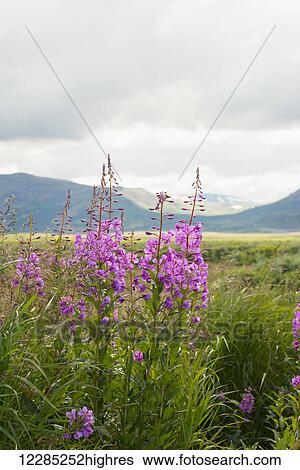 Scenic view of grasses and fireweed, Southwest Alaska, Summer View Large Photo Image Stock Photograph - Scenic view of grasses and fireweed, Southwest Alaska, Summer. Fotosearch