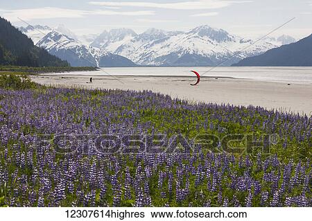 Scenic view of lupine and the Kenai Mountains with a man kite boarding in the background, Turnagain Arm, Southcentral Alaska, USA View Large Photo Image Stock Photograph - Scenic view of lupine and the Kenai Mountains with a man kite boarding in the background, Turnagain Arm, Southcentral Alaska, USA. Fotosearch