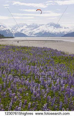 Scenic view of lupine and the Kenai Mountains with a man kite boarding in the background, Turnagain Arm, Southcentral Alaska, USA View Large Photo Image Stock Photograph - Scenic view of lupine and the Kenai Mountains with a man kite boarding in the background, Turnagain Arm, Southcentral Alaska, USA. Fotosearch