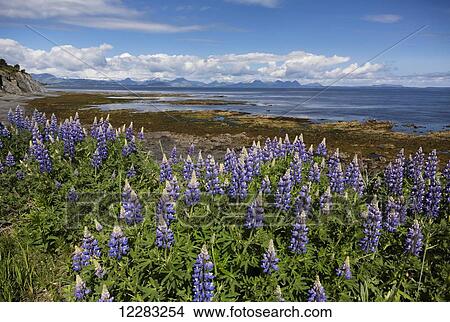 Scenic view of Nootka Lupine along Chiniak Bay, Kodiak Island, Southwest Alaska, summer View Large Photo Image Picture - Scenic view of Nootka Lupine along Chiniak Bay, Kodiak Island, Southwest Alaska, summer. Fotosearch
