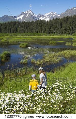 Stock Photograph - Scenic view of people watching Trumpeter swan family at Mile 1 of Nash Road outside of Seward, Alaska.. Fotosearch