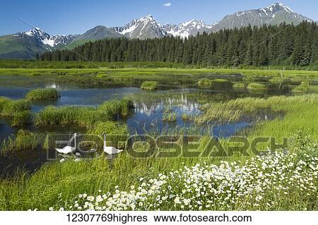 Stock Photograph - Scenic view of Trumpeter swan family at Mile 1 of Nash Road outside of Seward, Alaska.. Fotosearch