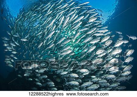Stock Photograph - Schooling bigeye jacks (Caranx sexfasciatus) above the Liberty Wreck; Tulamben, Bali, Indonesia. Fotosearch