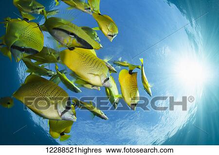 Stock Photograph - Schooling milletseed butterflyfish (Chaetodon miliaris), endemic; Hawaii, United States of America. Fotosearch