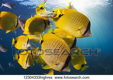 Stock Photograph - Schooling milletseed butterflyfish (Chaetodon miliaris), endemic; Hawaii, United States of America. Fotosearch