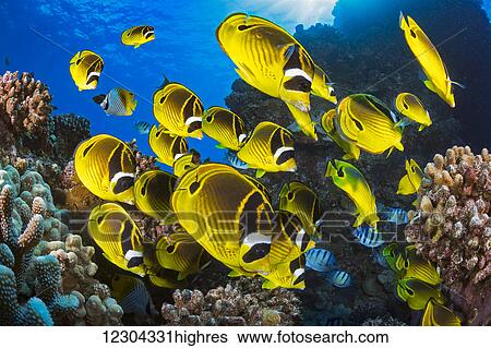 Schooling raccoon butterflyfish (Chaetodon lunula) off the island of Lanai; Lanai, Hawaii, United States of America View Large Photo Image Stock Photograph - Schooling raccoon butterflyfish (Chaetodon lunula) off the island of Lanai; Lanai, Hawaii, United States of America. Fotosearch