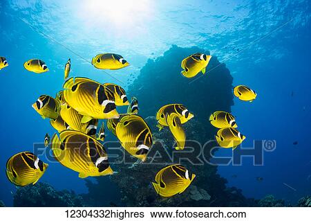 Stock Photograph - Schooling raccoon butterflyfish (Chaetodon lunula), off the island of Lanai; Lanai, Hawaii, United States of America. Fotosearch