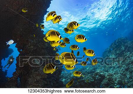 Stock Photograph - Schooling raccoon butterflyfish (Chaetodon lunula) and a diver framed in a lava formation off the island of Lanai; Lanai, Hawaii, United States of America. Fotosearch