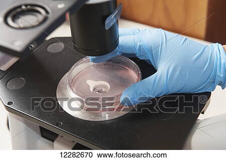 Scientist with blue gloves looking through microscope into petri dish; College Park, Maryland, United States of America View Large Photo Image Stock Image - Scientist with blue gloves looking through microscope into petri dish; College Park, Maryland, United States of America. Fotosearch