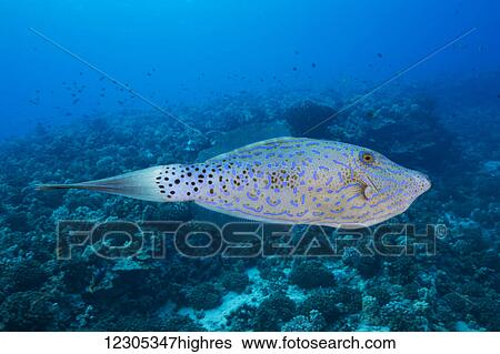 Scrawled filefish (Aluterus scriptus), can be found individually and in small groups, close to the reef and also in open ocean; Hawaii, United States of America View Large Photo Image Stock Photograph - Scrawled filefish (Aluterus scriptus), can be found individually and in small groups, close to the reef and also in open ocean; Hawaii, United States of America. Fotosearch