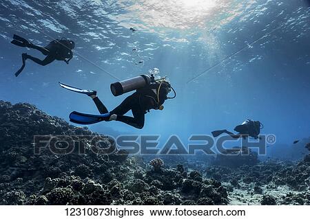 Scuba divers from Big island Divers swimming along the edge of a coral reef off the Kona coast; Island of Hawaii, Hawaii, United States of America View Large Photo Image Stock Photograph - Scuba divers from Big island Divers swimming along the edge of a coral reef off the Kona coast; Island of Hawaii, Hawaii, United States of America. Fotosearch