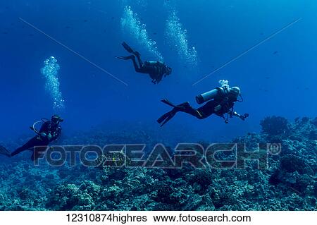 Scuba divers from Big island Divers swimming along the edge of a coral reef off the Kona coast; Island of Hawaii, Hawaii, United States of America View Large Photo Image Stock Photograph - Scuba divers from Big island Divers swimming along the edge of a coral reef off the Kona coast; Island of Hawaii, Hawaii, United States of America. Fotosearch