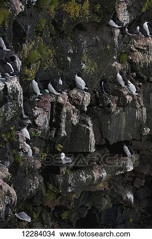 Picture - Sea bird rookery on the rocky cliffs above the Bering Sea, St. Paul Island, Southwestern Alaska, USA, Summer. Fotosearch