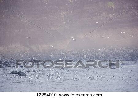 Stock Image - Sea Gulls flock to the shores along the cliffs of St. Paul Island in the Bering Sea, St. Paul Island, Southwestern Alaska, USA, Summer. Fotosearch