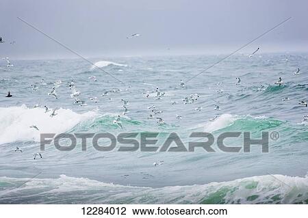 Sea Gulls flock to the shores breaks along the Bering Sea, St. Paul Island, Southwestern Alaska, USA, Summer View Large Photo Image Stock Image - Sea Gulls flock to the shores breaks along the Bering Sea, St. Paul Island, Southwestern Alaska, USA, Summer. Fotosearch