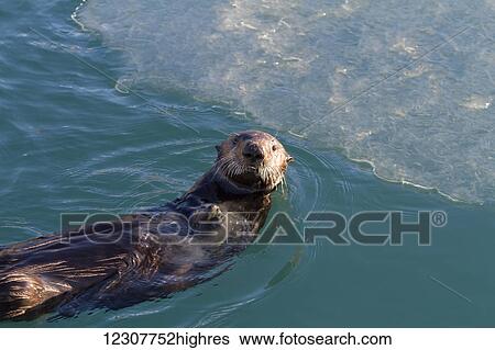 Sea Otter floating on back in Whittier Small Boat Harbor, Southcentral Alaska, Winter. View Large Photo Image Stock Photograph - Sea Otter floating on back in Whittier Small Boat Harbor, Southcentral Alaska, Winter.. Fotosearch