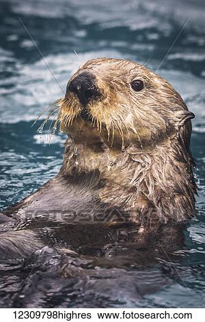 Sea Otter in Geographic Harbor, Katmai National Park, Southwest Alaska, USA View Large Photo Image Stock Photograph - Sea Otter in Geographic Harbor, Katmai National Park, Southwest Alaska, USA. Fotosearch