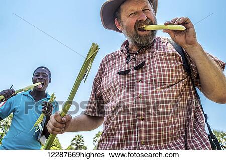 Sexaxa village man eating sugarcane in the fields; Maun, Botswana View Large Photo Image Stock Photograph - Sexaxa village man eating sugarcane in the fields; Maun, Botswana. Fotosearch