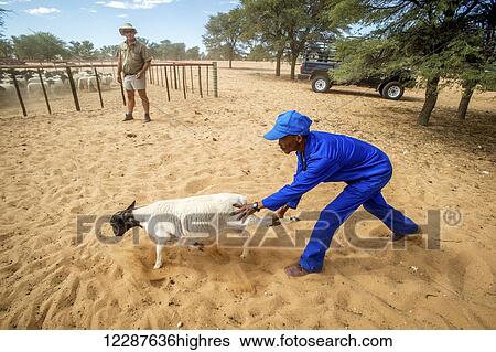Stock Photograph - Sheep and game farmer; Koes, Namibia. Fotosearch
