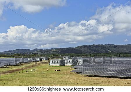 Sheep graze amidst solar panels near Poipu; Kauai, Hawaii, United States of America View Large Photo Image Stock Photograph - Sheep graze amidst solar panels near Poipu; Kauai, Hawaii, United States of America. Fotosearch