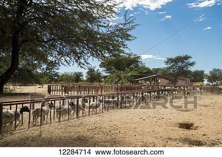 Sheep on a farm; Koes, Namibia View Large Photo Image Picture - Sheep on a farm; Koes, Namibia. Fotosearch