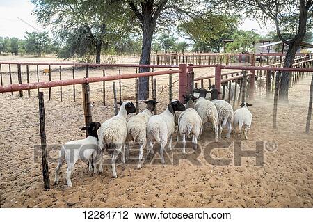 Sheep on a farm; Koes, Namibia View Large Photo Image Stock Image - Sheep on a farm; Koes, Namibia. Fotosearch