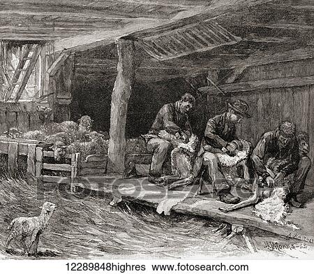Stock Photograph - Sheep shearing in England in the 19th century. From The Century Illustrated Monthly Magazine, published 1884.. Fotosearch