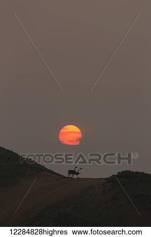 Silhouette of a male caribou on a ridge with smokey skies at sunset in the background, Denali National Park, Interior Alaska View Large Photo Image Stock Photograph - Silhouette of a male caribou on a ridge with smokey skies at sunset in the background, Denali National Park, Interior Alaska. Fotosearch