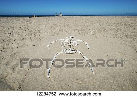 Stock Image - Skeleton bones of a large animal laid out in the sand; Cape Cross, Namibia. Fotosearch
