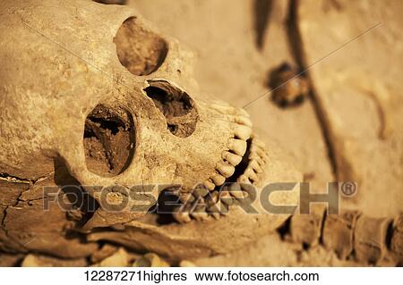 Skull in an archaeological museum; Pella, Macedonia, Greece View Large Photo Image Stock Photograph - Skull in an archaeological museum; Pella, Macedonia, Greece. Fotosearch