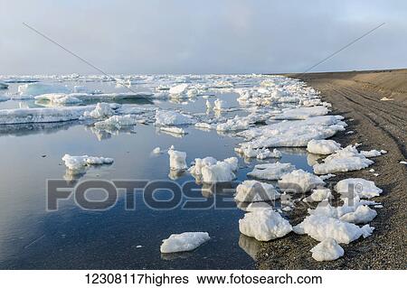 Small pieces of sea ice congregate on the shore of the Arctic Ocean on a calm day, Barrow, Arctic Alaska, USA, Summer View Large Photo Image Stock Photograph - Small pieces of sea ice congregate on the shore of the Arctic Ocean on a calm day, Barrow, Arctic Alaska, USA, Summer. Fotosearch