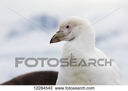 Snowy Sheathbill (Chionis albus), Almirante Brown base, Paradise Harbour, Antarctic Peninsula; Antarctica View Large Photo Image Stock Image - Snowy Sheathbill (Chionis albus), Almirante Brown base, Paradise Harbour, Antarctic Peninsula; Antarctica. Fotosearch