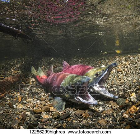 Sockeye Salmon (Oncorhynchus nerka) in the act of spawning in an Alaska stream during summer. View Large Photo Image Stock Photograph - Sockeye Salmon (Oncorhynchus nerka) in the act of spawning in an Alaska stream during summer.. Fotosearch
