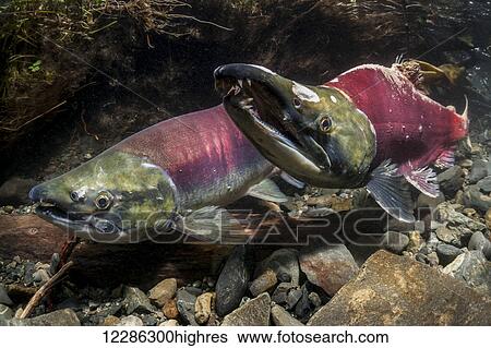 Sockeye Salmon (Oncorhynchus nerka) in the act of spawning in an Alaska stream during summer. View Large Photo Image Stock Photograph - Sockeye Salmon (Oncorhynchus nerka) in the act of spawning in an Alaska stream during summer.. Fotosearch