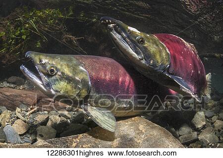 Stock Photograph - Sockeye Salmon (Oncorhynchus nerka) in the act of spawning in an Alaska stream during summer.. Fotosearch