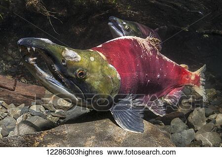 Stock Photograph - Sockeye Salmon (Oncorhynchus nerka) in the act of spawning in an Alaska stream during summer.. Fotosearch
