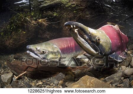 Stock Photograph - Sockeye Salmon (Oncorhynchus nerka) spawning pair in an Alaskan stream during late summer.. Fotosearch