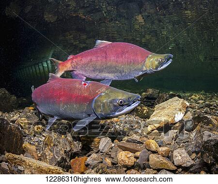 Sockeye Salmon (Oncorhynchus nerka) spawning pair just upstream of a culvert (in background) in Alaska during late spring. The female has a putative lamprey scar. View Large Photo Image Stock Photograph - Sockeye Salmon (Oncorhynchus nerka) spawning pair just upstream of a culvert (in background) in Alaska during late spring. The female has a putative lamprey scar.. Fotosearch