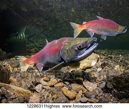 Stock Photograph - Sockeye Salmon (Oncorhynchus nerka) spawning pair just upstream of a culvert (in background) in Alaska during late spring. The female has a putative lamprey scar.. Fotosearch