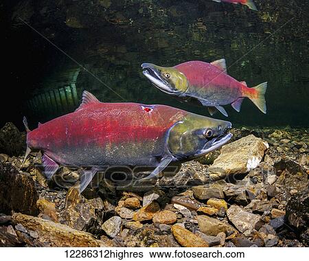 Stock Photograph - Sockeye Salmon (Oncorhynchus nerka) spawning pair just upstream of a culvert (in background) in Alaska during late spring. The female has a putative lamprey scar.. Fotosearch