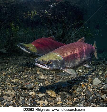 Stock Photograph - Sockeye Salmon (Oncorhynchus nerka) spawning pair positioned over a redd that is under construction in an Alaskan stream during early summer.. Fotosearch