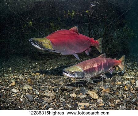 Stock Photograph - Sockeye Salmon (Oncorhynchus nerka) spawning pair positioned over a redd that is under construction in an Alaskan stream during early summer.. Fotosearch