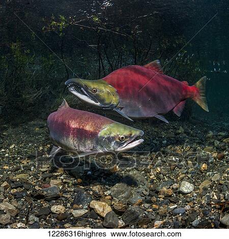 Stock Photograph - Sockeye Salmon (Oncorhynchus nerka) spawning pair positioned over a redd that is under construction in an Alaskan stream during early summer.. Fotosearch