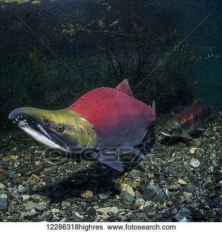 Sockeye Salmon (Oncorhynchus nerka) spawning pair positioned over a redd that is under construction in an Alaskan stream during early summer. View Large Photo Image Stock Photograph - Sockeye Salmon (Oncorhynchus nerka) spawning pair positioned over a redd that is under construction in an Alaskan stream during early summer.. Fotosearch