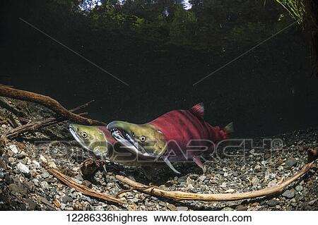 Sockeye Salmon (Oncorhynchus nerka) spawning pair in an Alaskan stream during early summer. View Large Photo Image Stock Photograph - Sockeye Salmon (Oncorhynchus nerka) spawning pair in an Alaskan stream during early summer.. Fotosearch