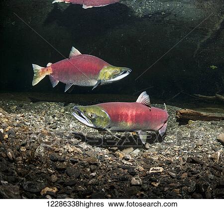 Stock Photograph - Sockeye Salmon (Oncorhynchus nerka) spawning pair in an Alaskan stream during early summer.. Fotosearch