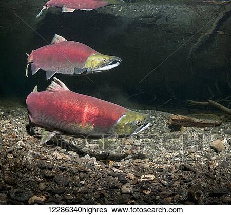 Sockeye Salmon (Oncorhynchus nerka) spawning pair in an Alaskan stream during early summer. View Large Photo Image Stock Photograph - Sockeye Salmon (Oncorhynchus nerka) spawning pair in an Alaskan stream during early summer.. Fotosearch