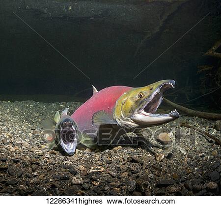 Sockeye Salmon (Oncorhynchus nerka) spawning in an Alaskan stream during early summer. View Large Photo Image Stock Photograph - Sockeye Salmon (Oncorhynchus nerka) spawning in an Alaskan stream during early summer.. Fotosearch