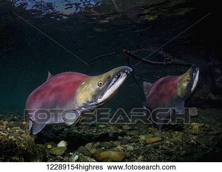 Sockeye Salmon (Oncorhynchus nerka) males assert their dominance by raising their snout while on spawning grounds in an Alaskan stream during early summer. View Large Photo Image Stock Photograph - Sockeye Salmon (Oncorhynchus nerka) males assert their dominance by raising their snout while on spawning grounds in an Alaskan stream during early summer.. Fotosearch